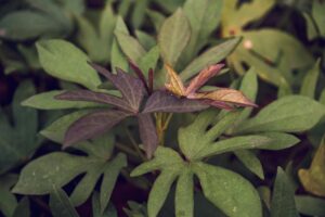 leafy food intolerance 